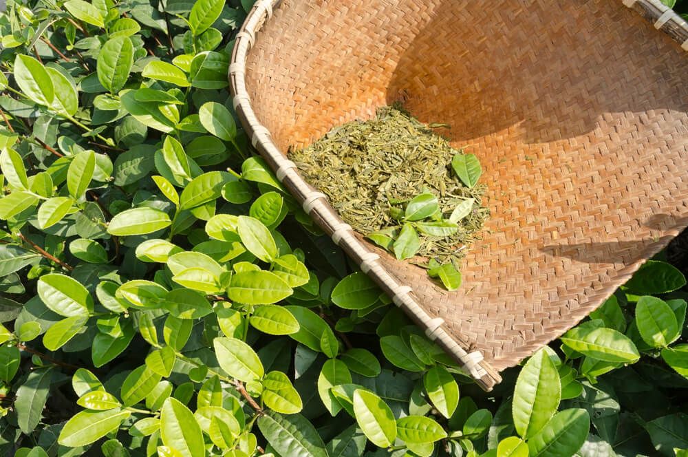 Green Tea Extract.jpg