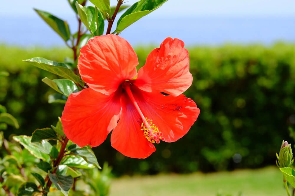 Hibiscus Extract Manufacturers and Suppliers in India.jpg