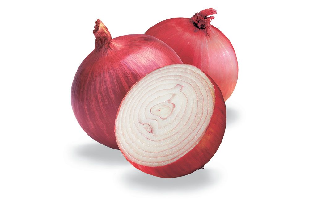 Onion Extract.jpg