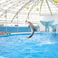 dolphinshow